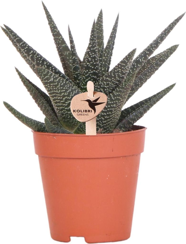 Kolibri Greens | Grünpflanze - Sukkulente Haworthia Royal Highnness - Topfmaat Ø9cm - grüne Zimmerpflanze - frisch aus der Gärtnerei