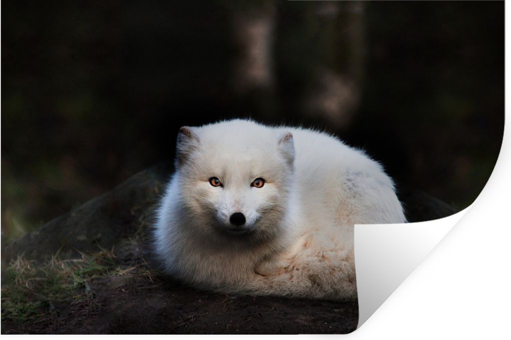 MuchoWow Wandtattoo Wandsticker Wandaufkleber Fuchs - Porträt - Weiß 90x60 cm Selbstklebend und Repositionierbar - Aufkleber