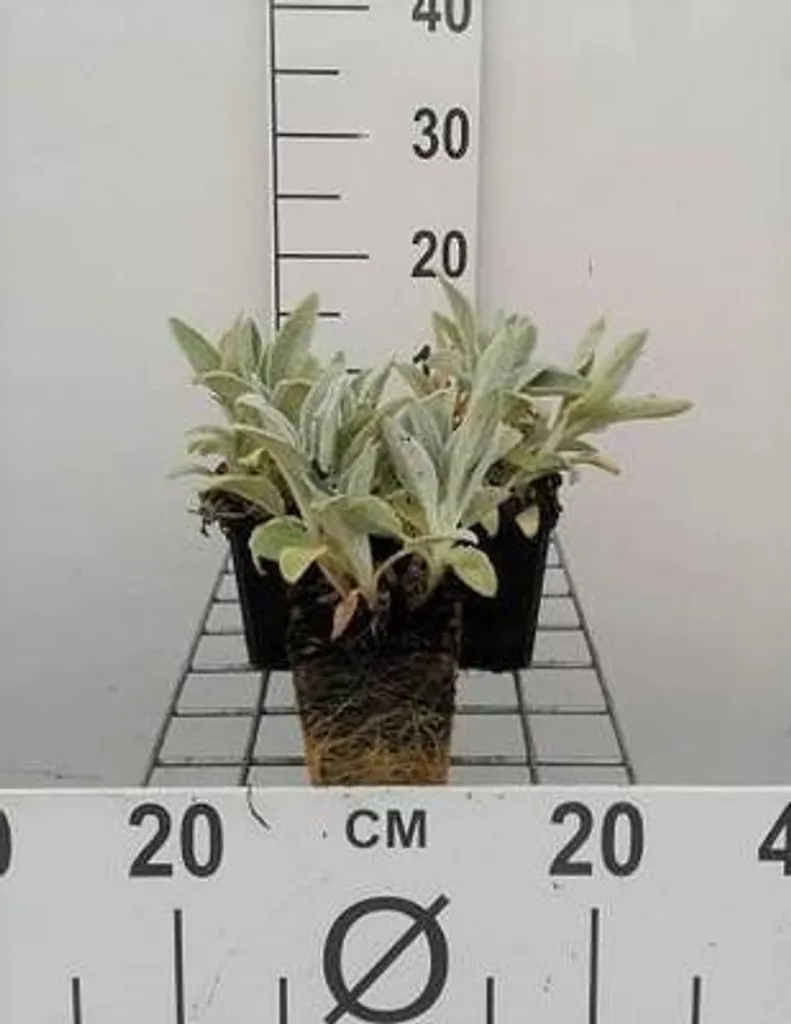 Stachys byzantina Silver Carpet Anti-Mauvaises Herbes - 6 Plants 9cm