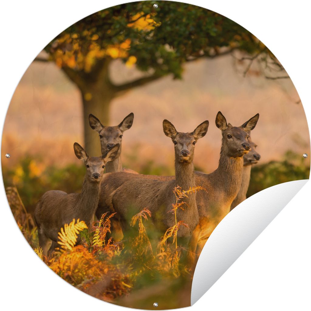 MuchoWow Gartenposter Outdoor-Poster Rund Herbst - Sonne - Hirsche Ø 150 cm Gartendeko Rundes Poster draußen