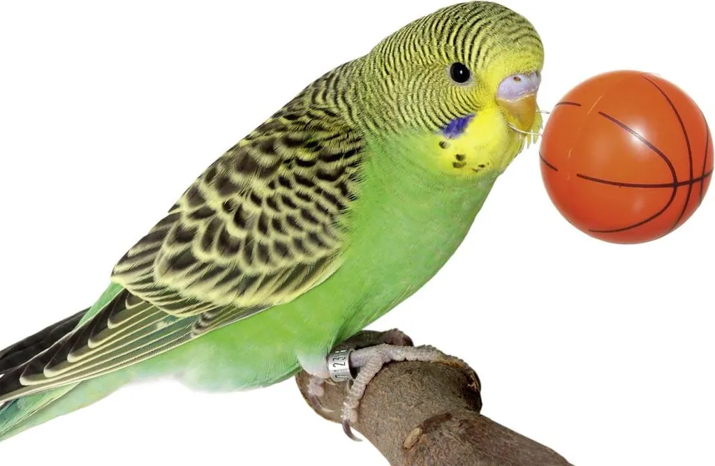 Filet de Jeu Netball pour Perroquet 20 cm - Accessoire Cage Oiseau