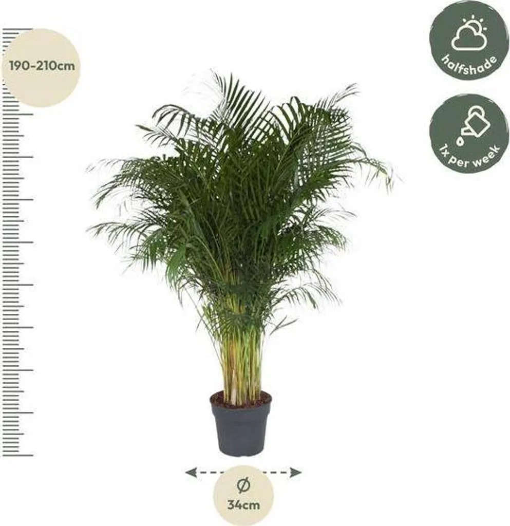 Palmier Areca 2m - Solution Déco Naturelle et Air Sain sans Effort - 2