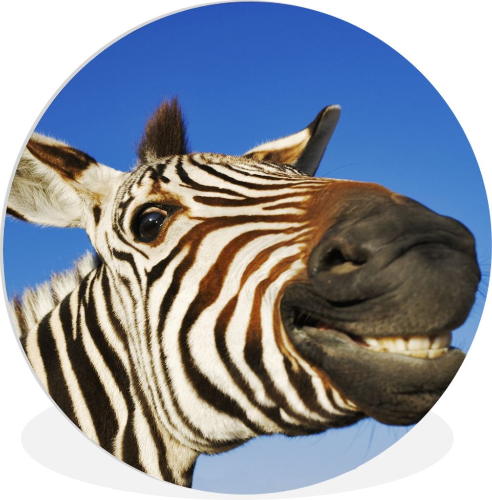 MuchoWow Rundes Wandbild - Runde Bilder Zebra - Lustig - Kinder - Jungen - Mädchen Ø 30 cm Kreis Wanddekoration Kunststoff - Wandkreis - Wandsc...