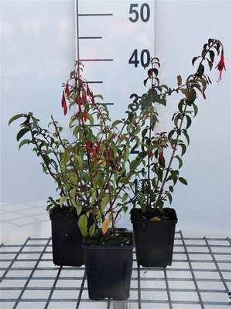 6 x Fuchsia hybr. 'Riccartonii' - Fuchsie - Topf 9 x 9 cm