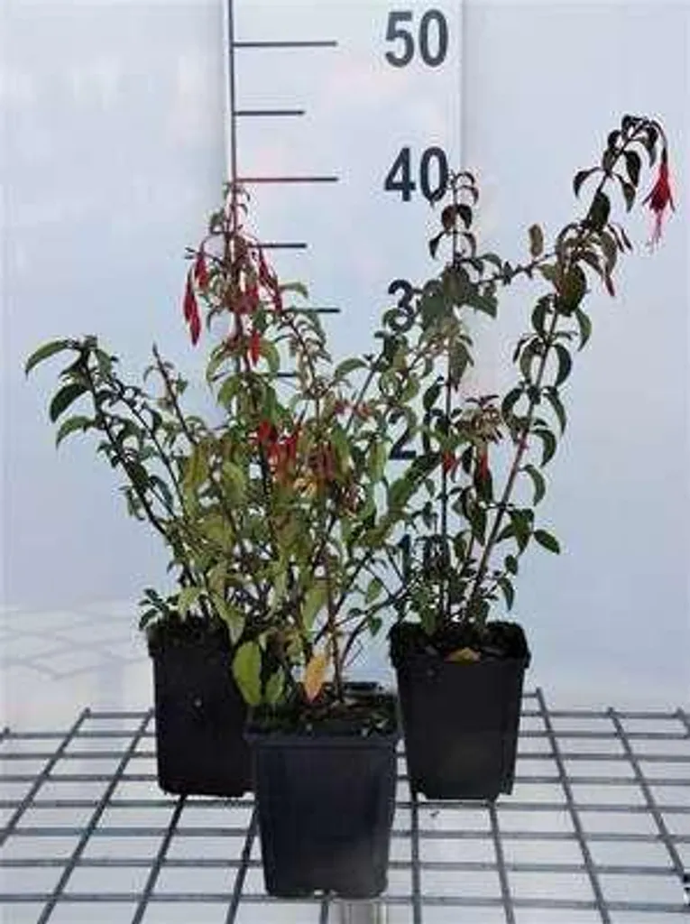 Arbuste Fuchsia Riccartonii - Lot de 6 plantes fleuries pour extérieur