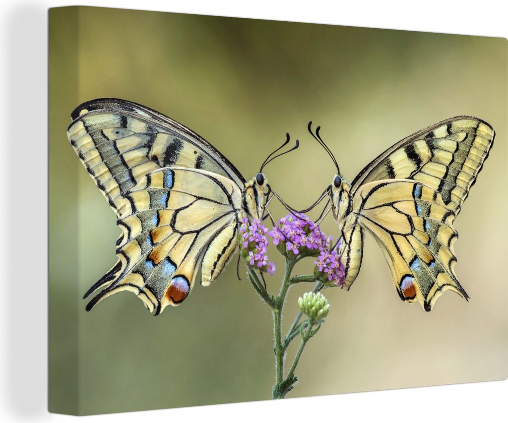 OneMillionCanvasses - Leinwandbilder - 140x90 cm, Schmetterlinge - Blumen - Insekten, Wandbilder Kunstdruck Wanddekoration - Foto auf Leinwand - ...