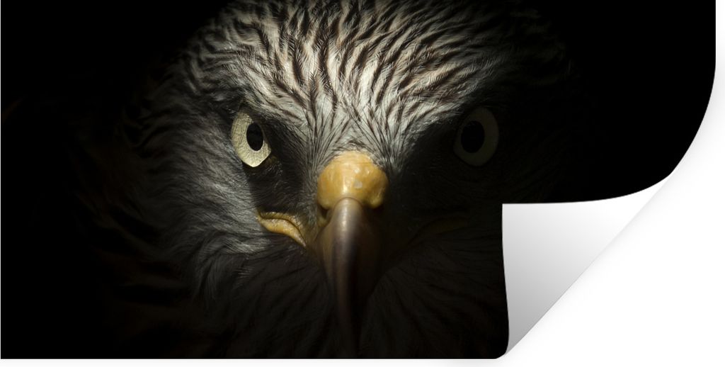 MuchoWow Wandtattoo Wandsticker Wandaufkleber Vogel - Adler - Raubvögel - Auge - Schnabel - Licht 80x40 cm Selbstklebend und Repositionierbar - ...