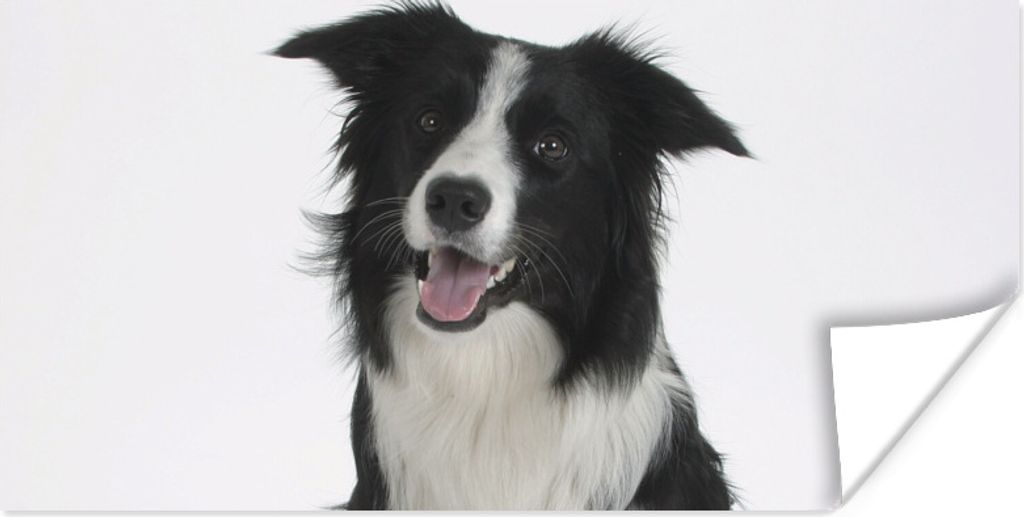 MuchoWow Poster Porträt eines wohlerzogenen Border Collie im Sitzen 160x80 cm - Foto Poster
