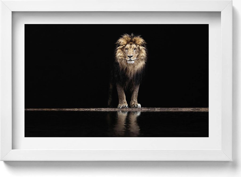 Einsames Tier wilder Löwe– Wandbild mit Rahmen – Gerahmtes Bild – Wanddekoration – 30x20 cm – Weiß Rahmen