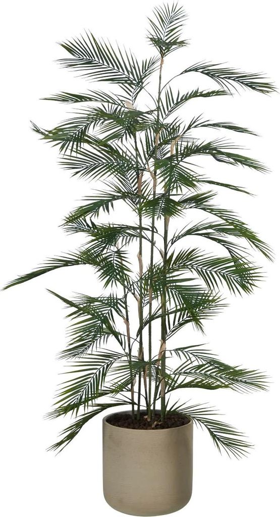 aplanta Künstliche Bergpalme - Nolte | 180 cm, für drinnen, Kunstbaum, wie echt, Allergiker geeignet, pflanzliche Dekoration Praxis, Office & Woh...