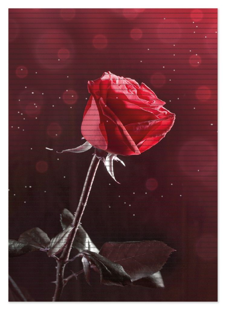 Wallario Duschmatte Antirutschmatte Badmatte Fußmatte Rote Rose Single, Größe ca. 70 x 50 cm