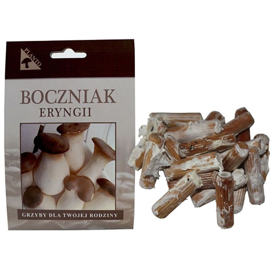PLANTO Hlíva máčková (Pleurotus eryngii) 20 ks - podhoubí Obrázek produktu 