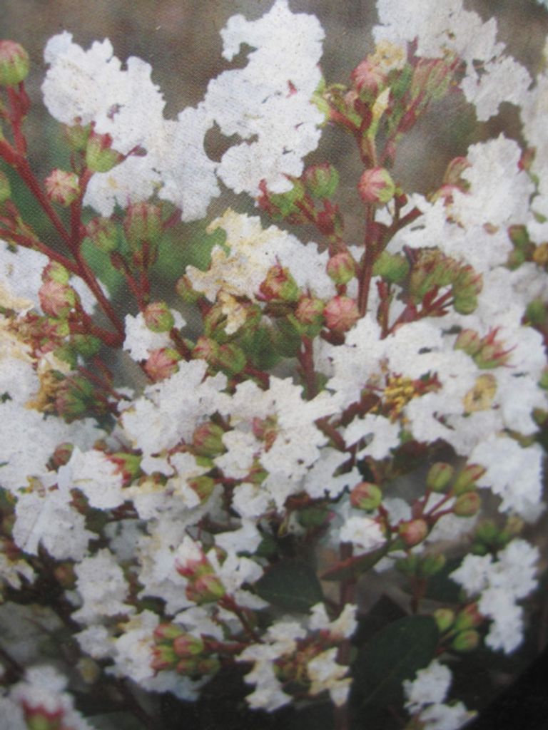 Lagerstroemia indica Acoma - Chinesische Kräuselmyrte - Produktbild 