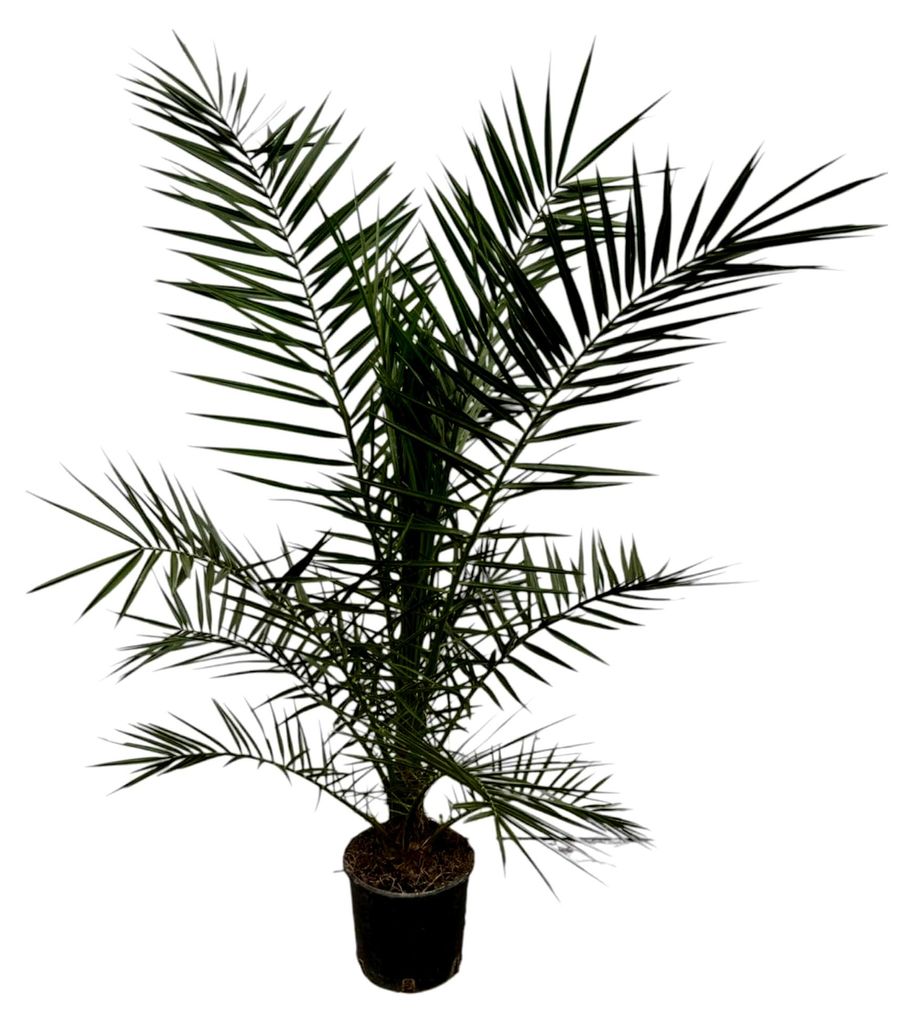 Phoenix Canariensis - Höhe 150-170 cm - Dattelpalme - Winterhart - Topfgröße Ø22cm