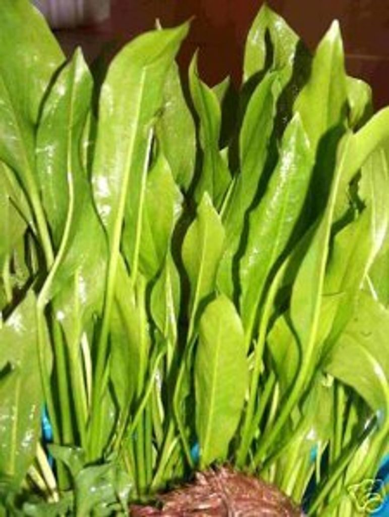 5 x Echinodorus bleheri, Aquariumpflanzen, barschfest Produktbild 
