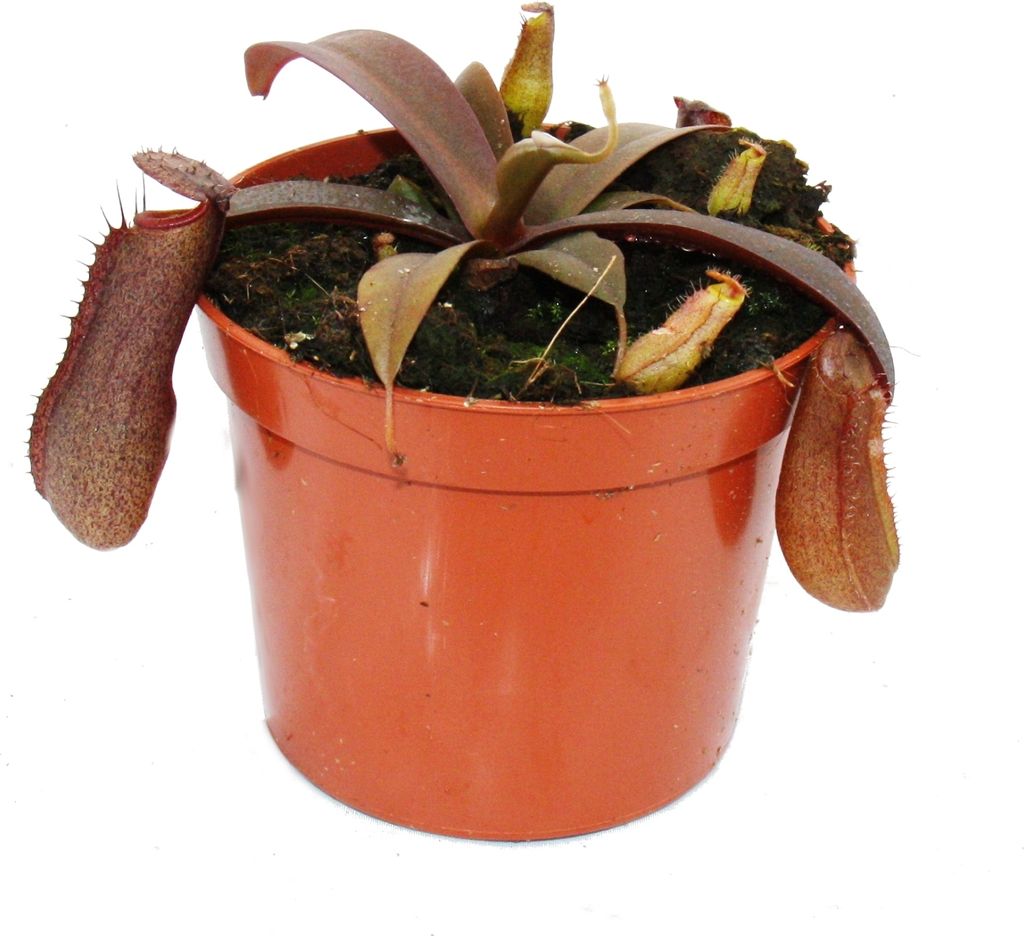 ?ervenolistý džbán rastlina - Nepenthes - 9cm Obrázok produktu 