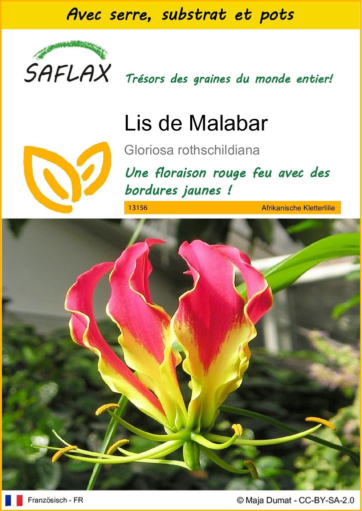 SAFLAX Ensemble de culture - Lis de Malabar - 15 graines - Image du produit 