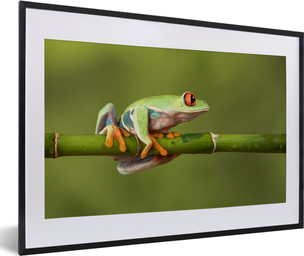 MuchoWow MuchoWow Gerahmtes Poster Rotäugiger Quecksilberfrosch auf Bambus 60x40 cm - Poster mit zchwarzem Bilderrahmen - Schlafzimmer - Plaka...