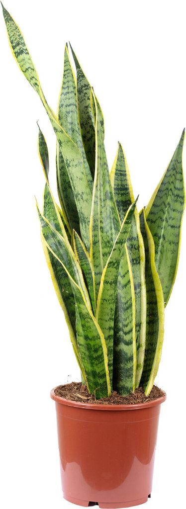 Sansevieria trifasciata 'Laurentii' - Chanvre arqué Image du produit 