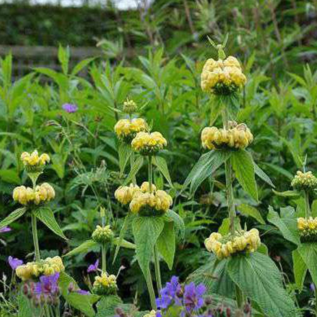 6 x Sýrska ohňovka - Phlomis russeliana | kvetináč 9cm x Obrázok produktu 