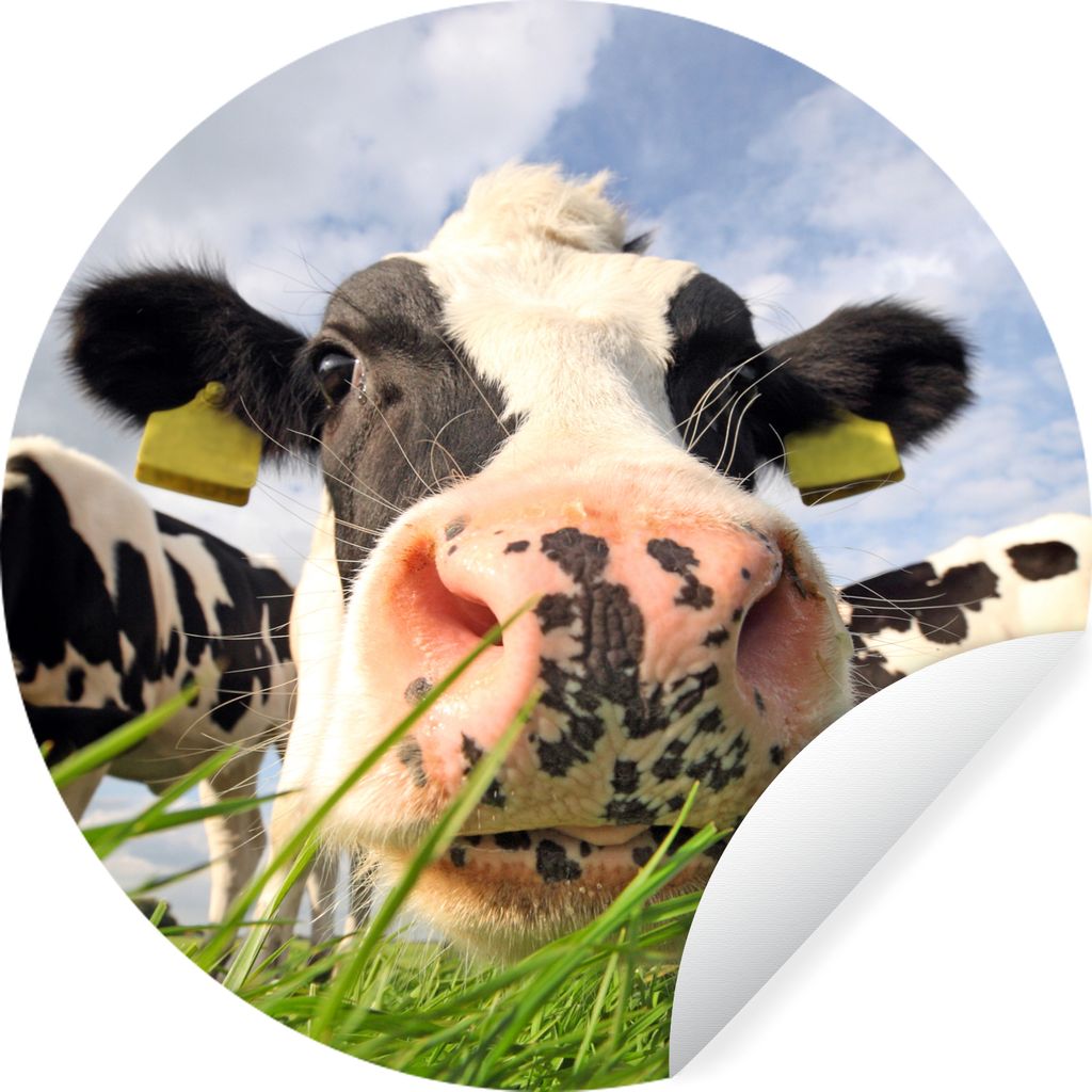 MuchoWow Runde Wandtattoo - Wandsticker Tapete Aufkleber Kühe - Gras - Wolken Ø 80 cm Selbstklebend und Repositionierbar - Wandaufkleber - Krei...