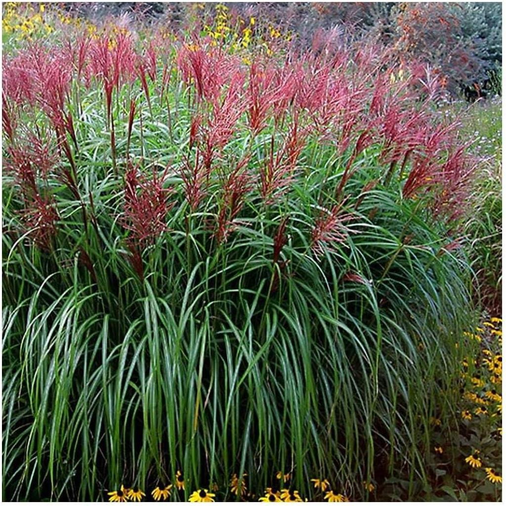 Stauden Gänge 10 x Miscanthus sinensis 'Rotsilber' im 1 Topf - Rotes Chinaschilf - Ein Highlight aus schimmerndem Rot und Silber - Winterhart