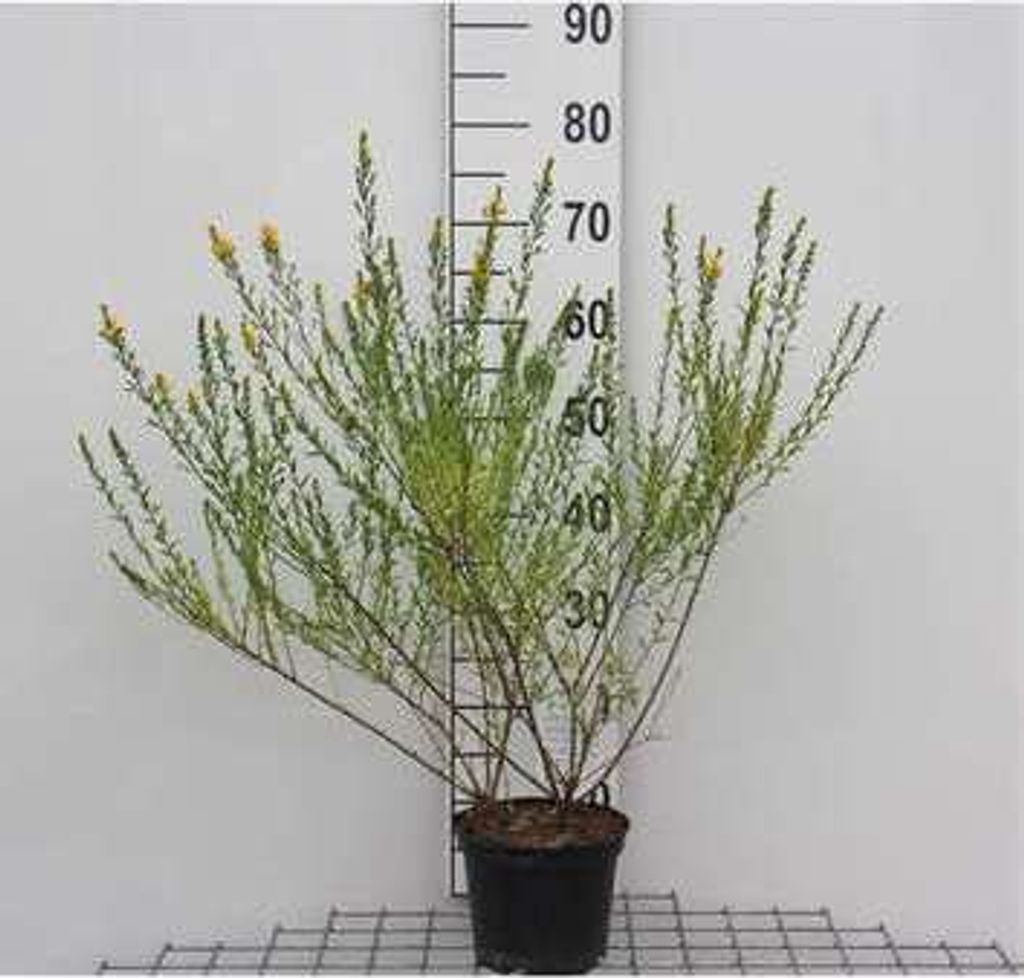 Genista tinct. 'Royal Gold' - Flügel-Ginster 30- 40 cm Container