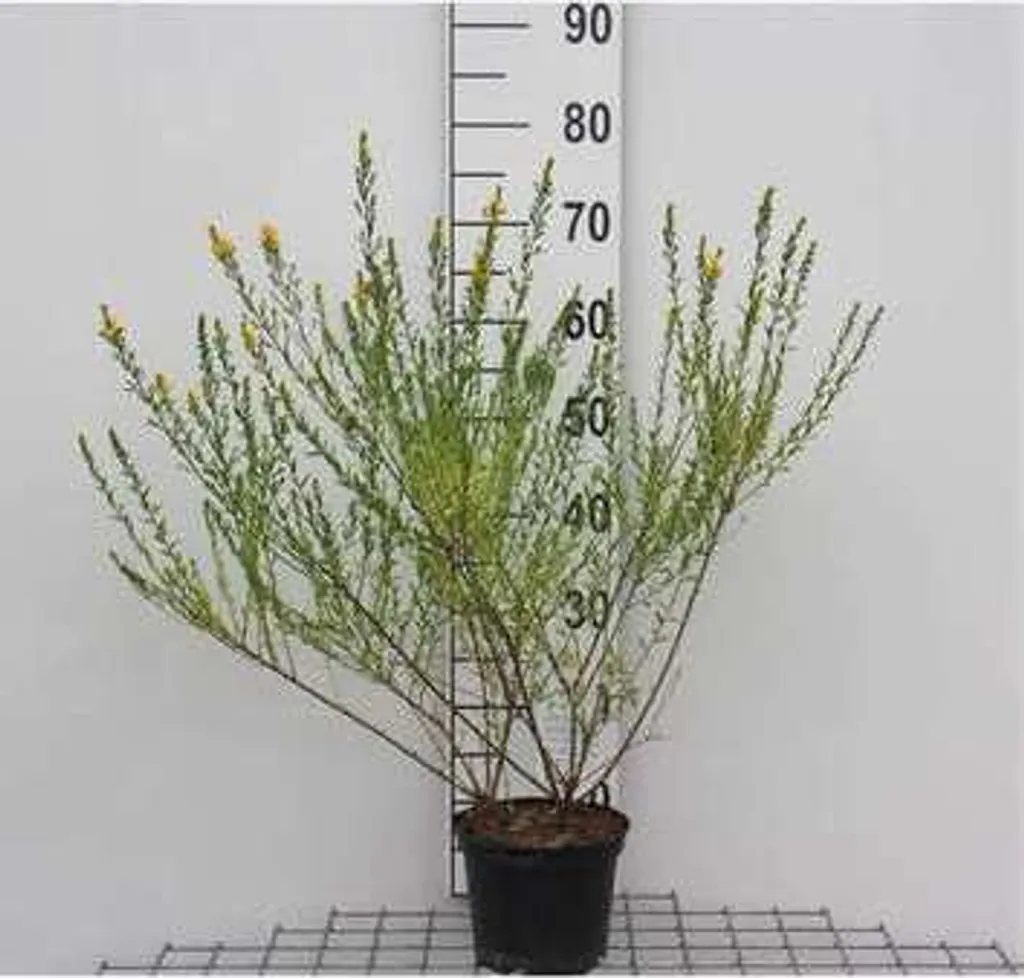 Genista tinctoria Royal Gold - Genêt des teinturiers 30-40 cm en pot