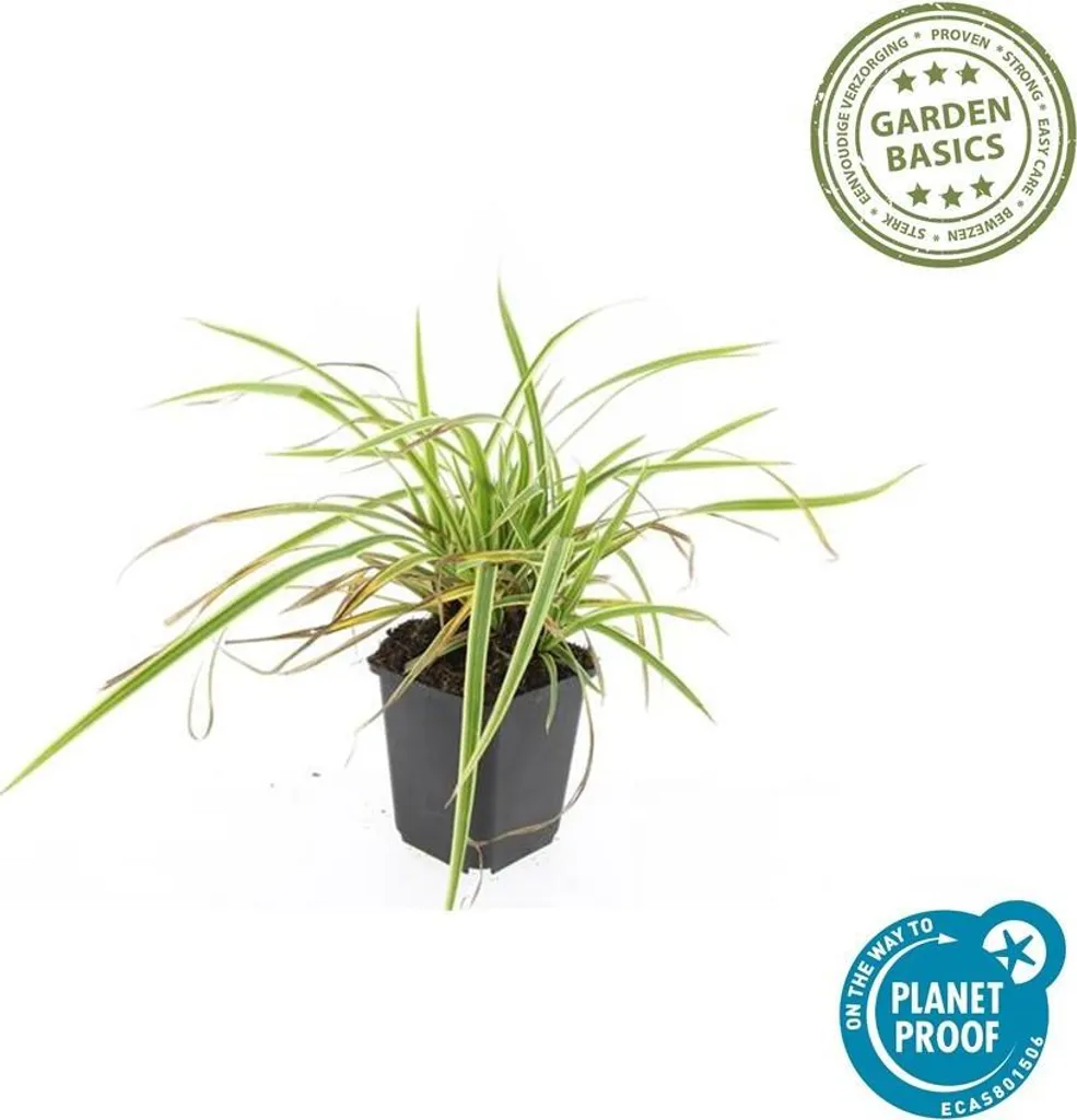 Herbe Ornementale Persistante Carex Aureovariegata - Couvre-sol 6 pcs - 5