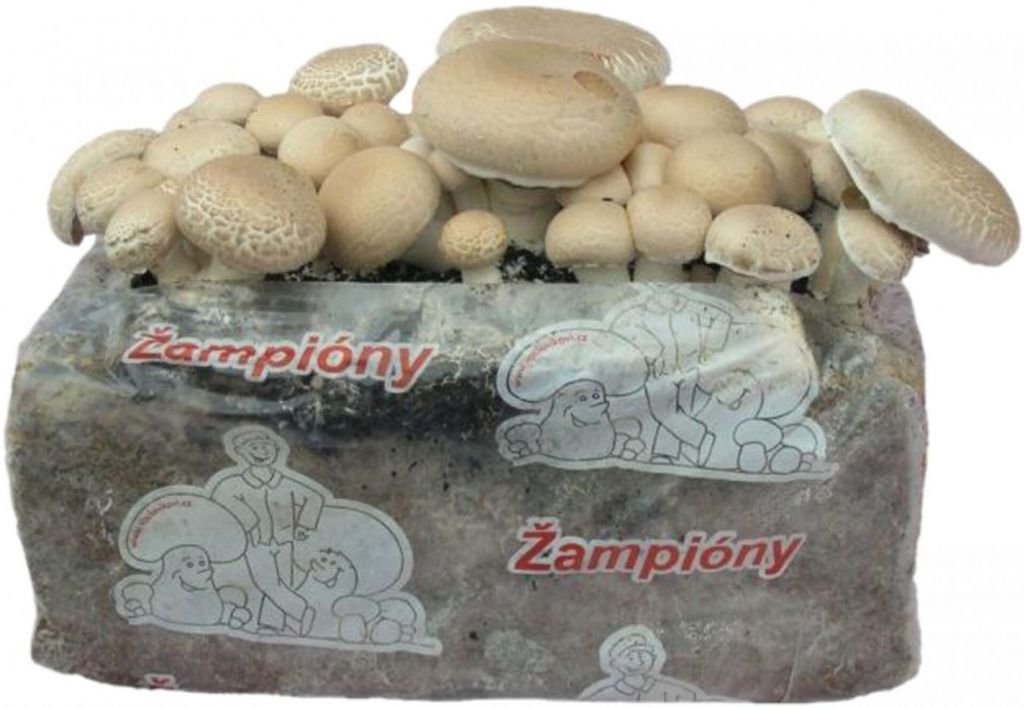 Substrato - kit per la coltivazione dei funghi Immagine del prodotto 
