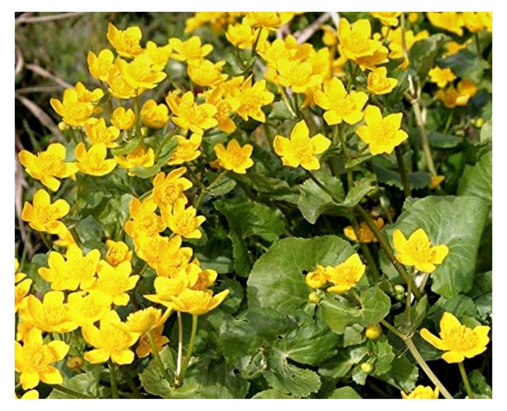 Caltha palustris - Sumpfdotterblume, gelb - 2er-Set in 9x9cm Töpfen - heimisch - winterhart