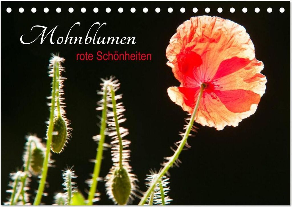 Mohnblumen - rote Schönheiten (Tischkalender 2026 DIN A5 quer), CALVENDO Monatskalender