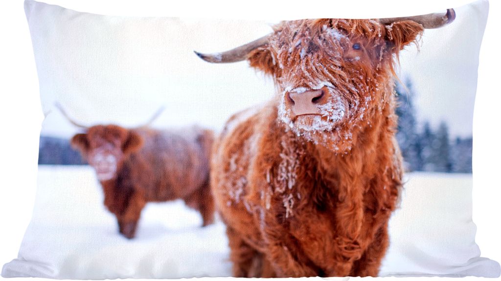 MuchoWow Scottish Highlander - Zwei Scottish Highlanders im Schnee - 50x30 cm - Sofakissenbezüge - ohne füllung