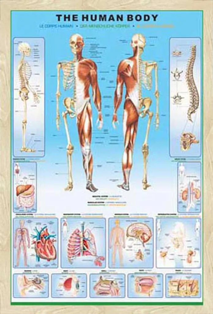 Poster Anatomie Humaine Cadre Shinsuke® Chêne et Vitre Acrylique Maxi