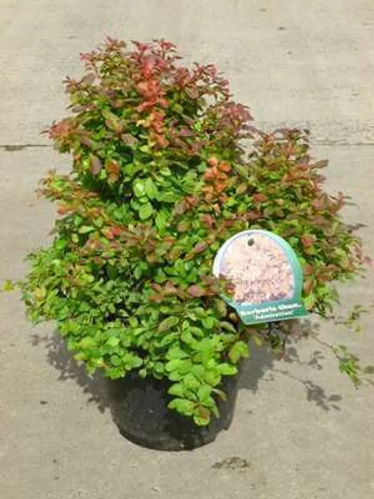 Berberis thunb. Admiration : arbuste rouge résistant sans entretien