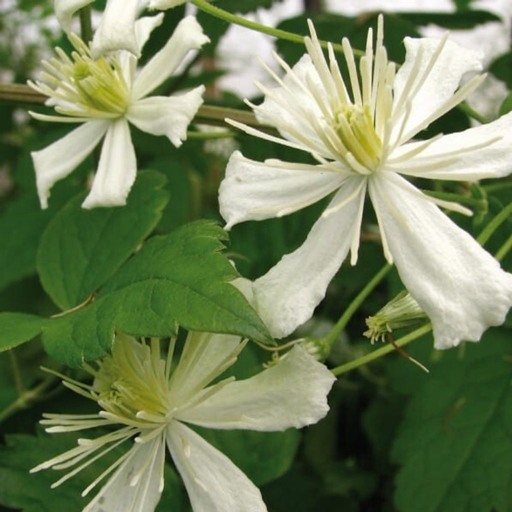 Clematis Paul Farges 2L