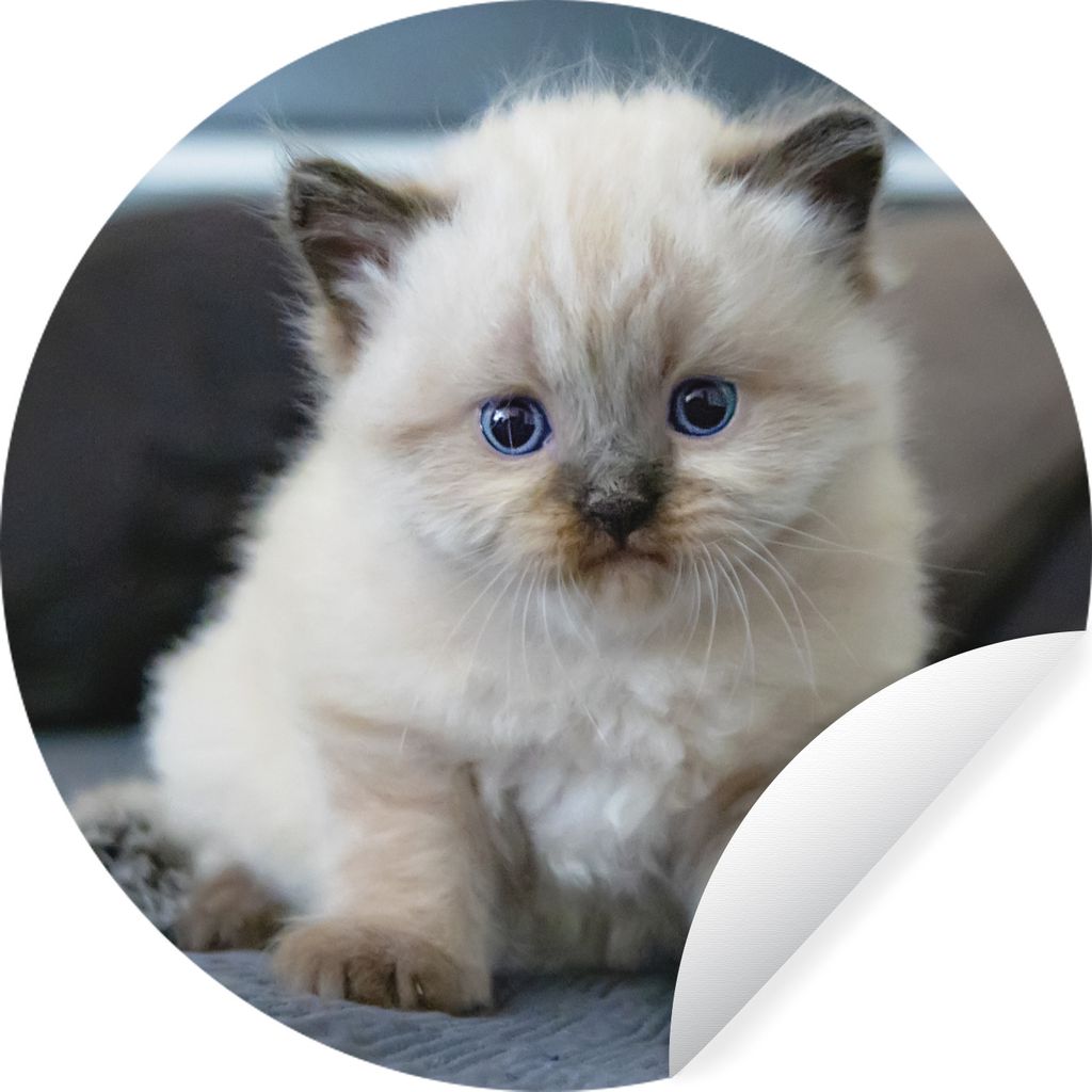 MuchoWow Runde Wandtattoo - Wandsticker Tapete Aufkleber Kätzchen - Katze - Tier Ø 80 cm Selbstklebend und Repositionierbar - Wandaufkleber - K...