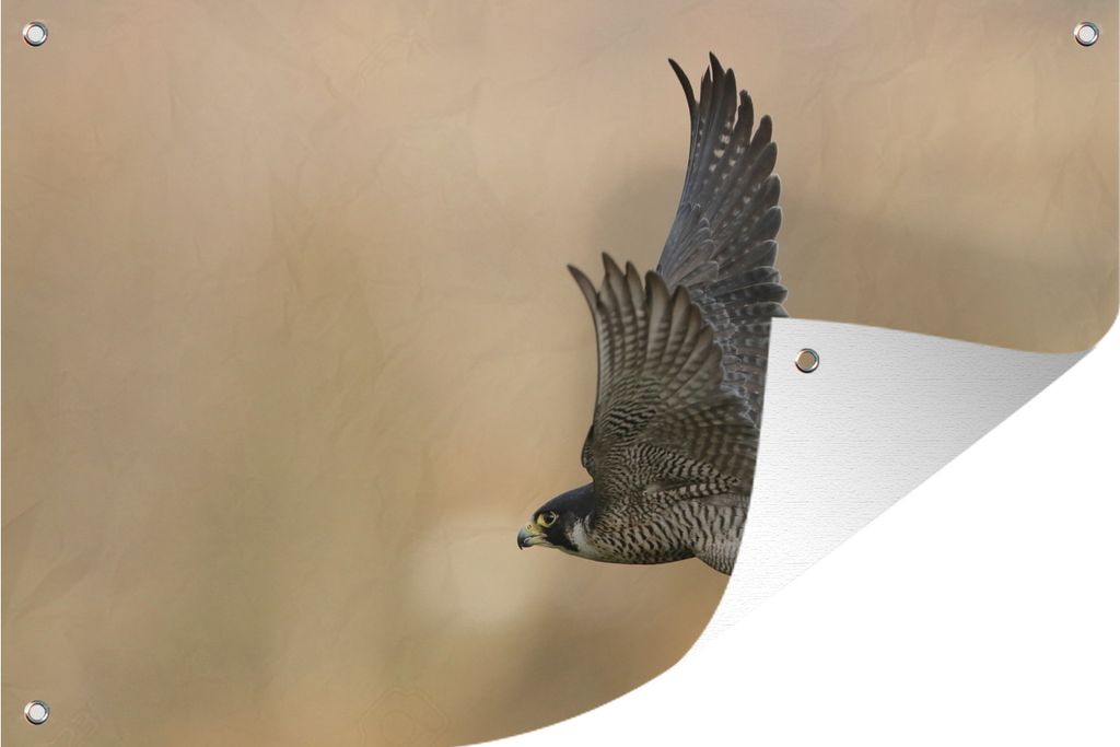 MuchoWow 60x40 cm Outdoor-Poster Gartendeko Sichtschutz Garten Poster für den Garten Falke - Fliegend - Raubvogel