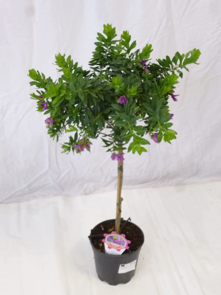 [Palmenlager] Polygala myrtifolia - Kreuzblume - 80 cm - Produktbild 