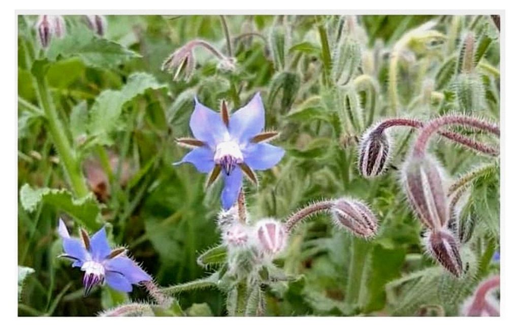 15 Stück Borretsch Borago Officinalis Frisch Garten Pflanzen - Samen