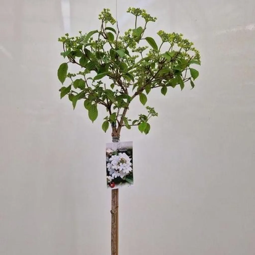 Viorne du Japon Watanabe à Fleurs Blanches : Taille 90cm en Pot Pro