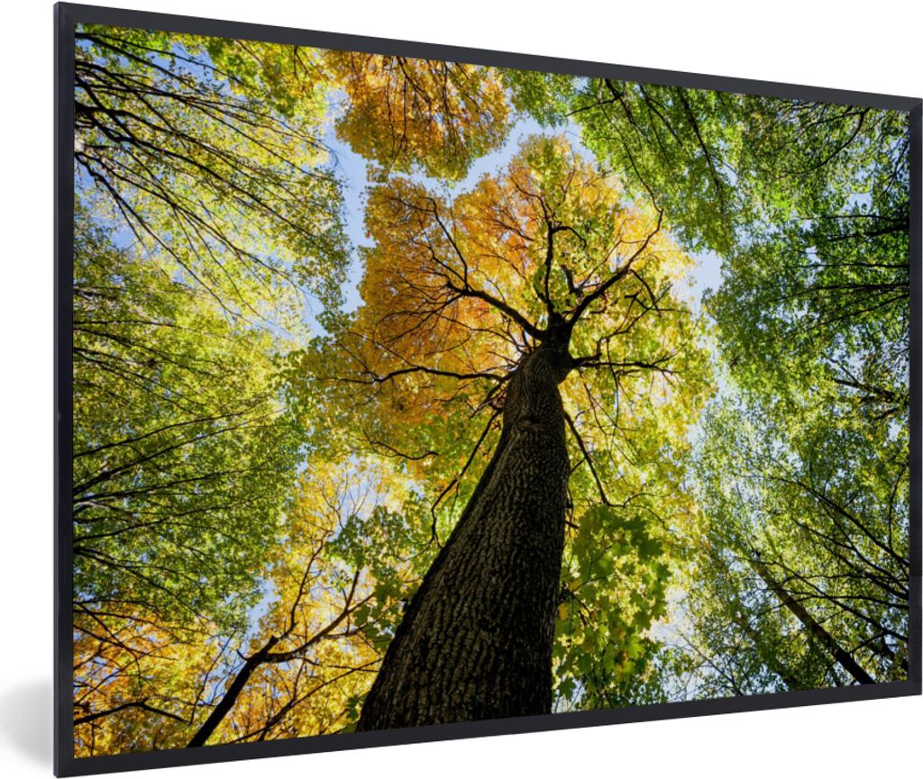 MuchoWow Gerahmtes Poster Baum - Natur - Wald 60x40 cm - Poster mit Schwarzem Bilderrahmen Wandposter Rahmen Foto Bilder - Printing - Wanddeko Sc...