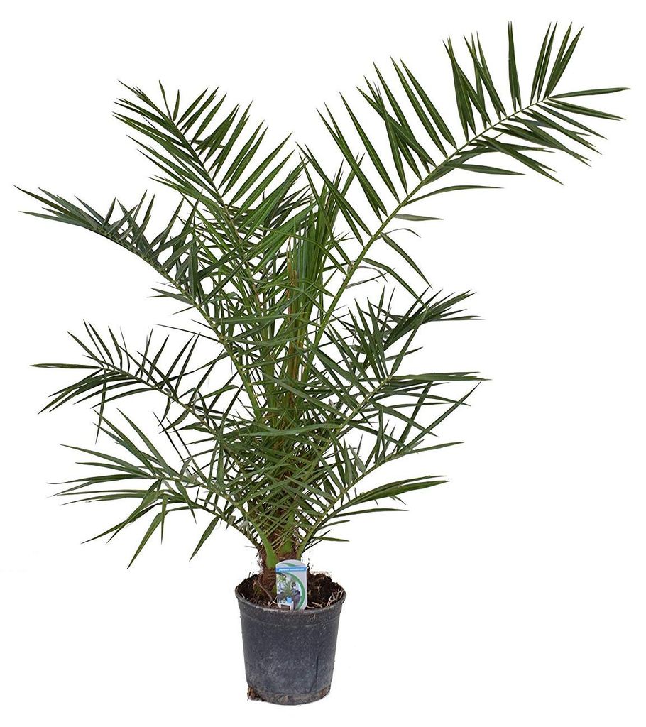 Angebot Palme 140-170 cm Phoenix canariensis, kanarische Dattelpalme kräftige Palmen keine Jungpflanzen