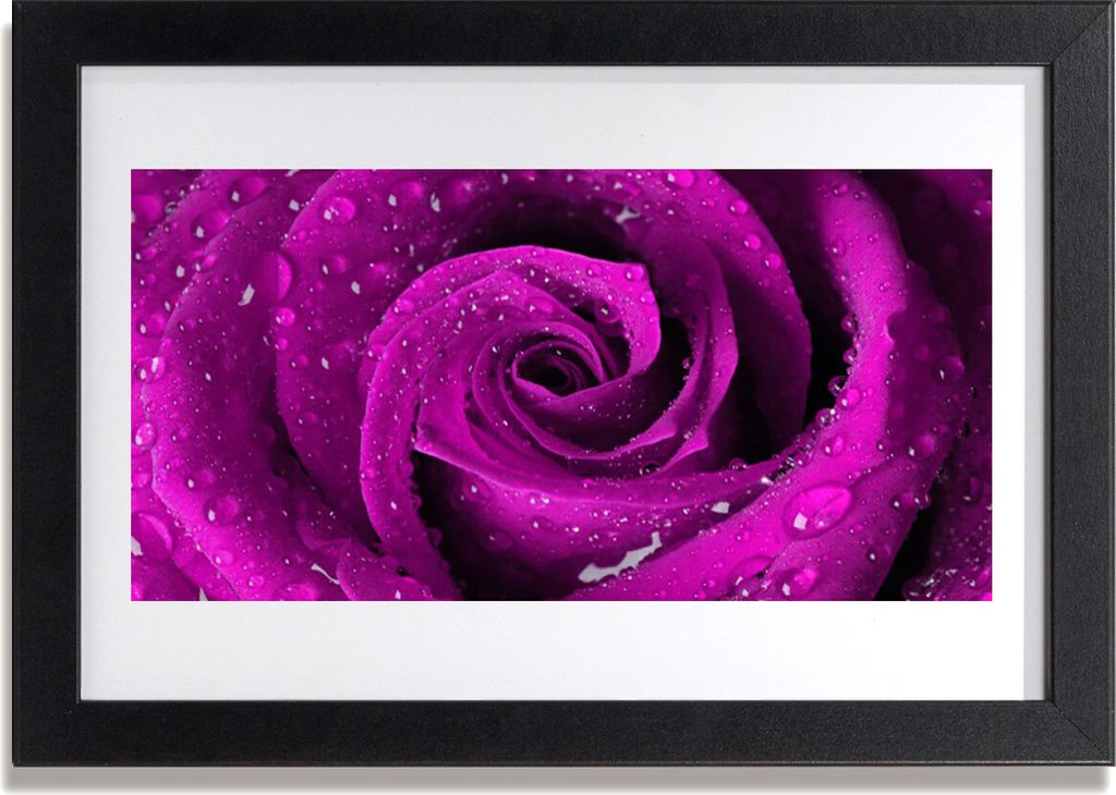 Bild 30x20 MDF-Rahmen Wandkunst Rose Blume Pflanze Natur