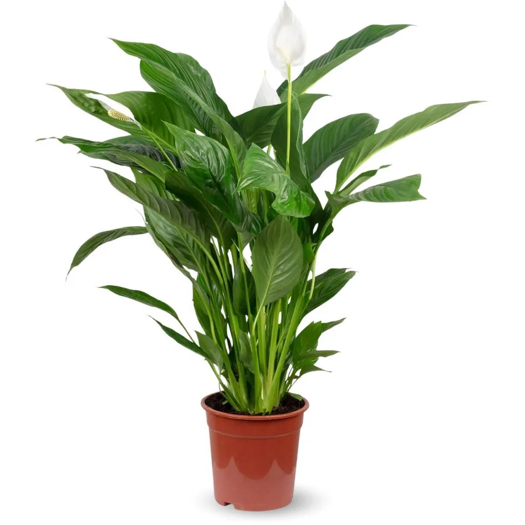 Plante d'intérieur Spathiphyllum Fleur de Lune XXL Hauteur 120 cm
