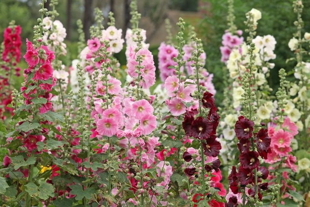 100 Samen Gemeine Stockrose „Bunter Mix“ (Alcea rosea) – Produktbild 