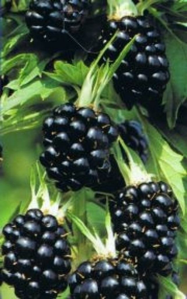 Rubus fruticosus 'Thornfree - Brombeere