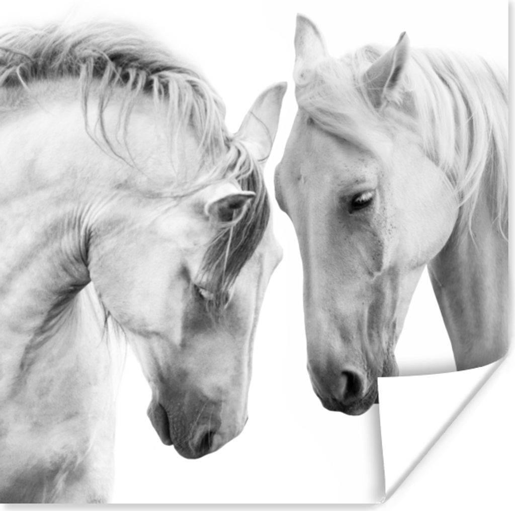 MuchoWow Poster Pferd - Tiere - Porträt - Weiß 30x30 cm - Wandposter - Printing