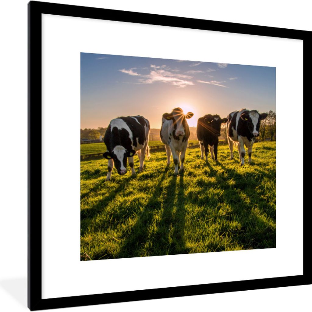 MuchoWow Gerahmtes Poster Kühe - Gras - Sonne 40x40 cm - Poster mit Schwarzem Bilderrahmen Wandposter Rahmen Foto Bilder - Poster - Plakat im Ra...