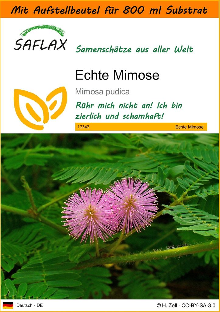 SAFLAX - Garden in the Bag - Echte Mimose - 70 Samen - Mit Anzuchtsubstrat im praktischen, selbst aufstellenden Beutel - Mimosa pudica
